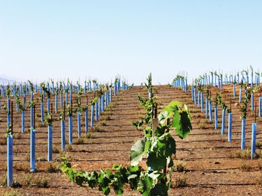 young grape vine plantings