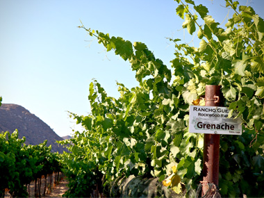 Grenache vines growing