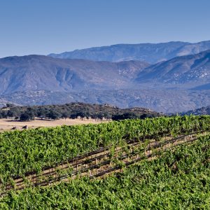 Aerial view of vineyard with mountains in the background